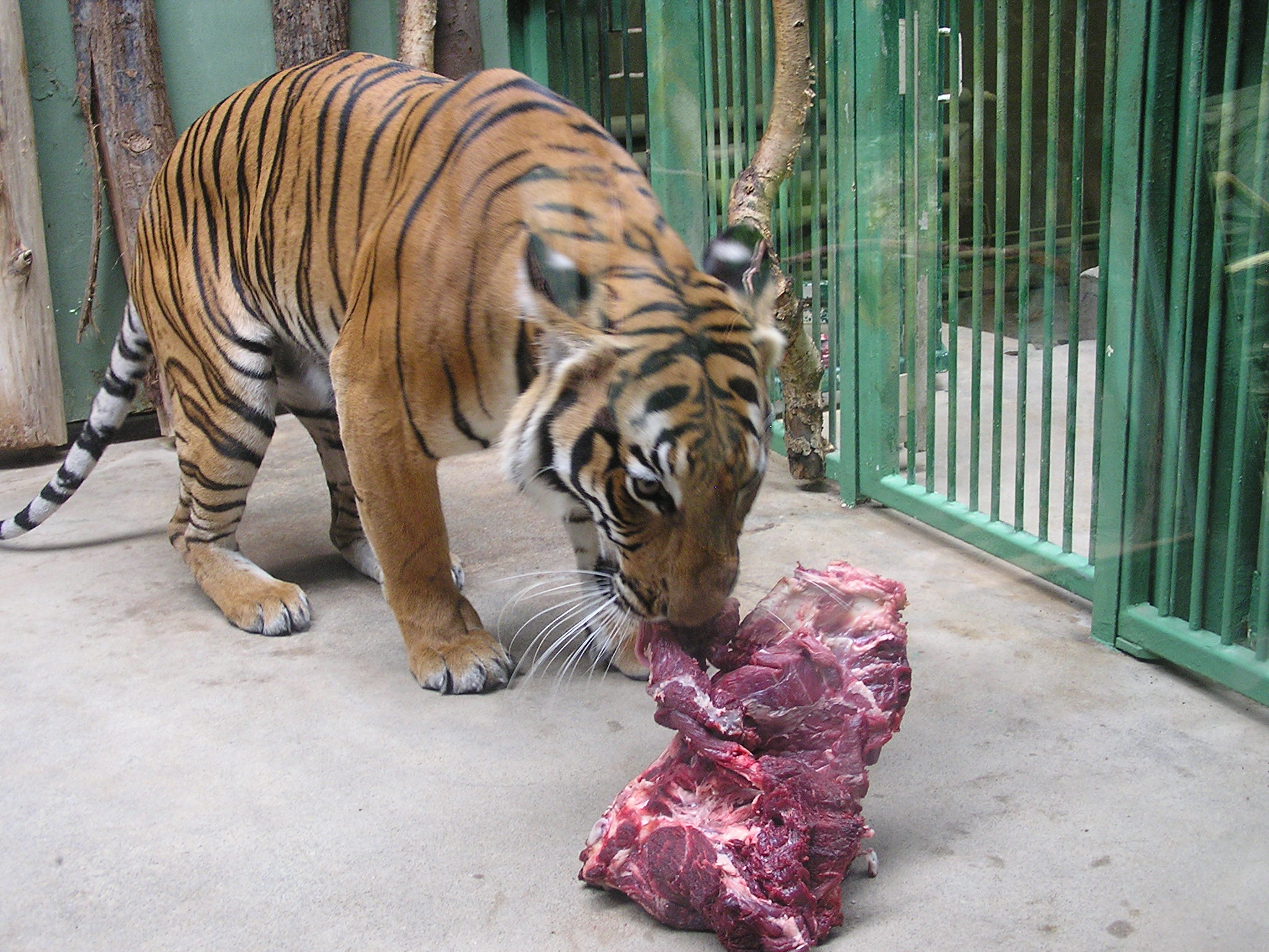 ZOO Praha krmení tygrů